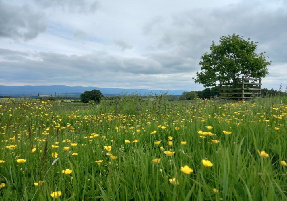 Field of flowers