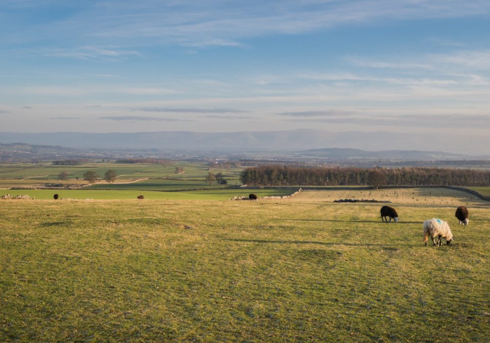 Fields with scattered sheep in distance