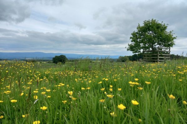 Field of flowers