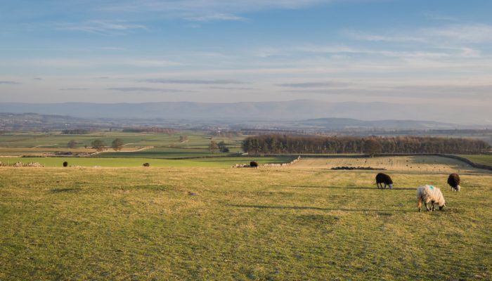 Fields with scattered sheep in distance